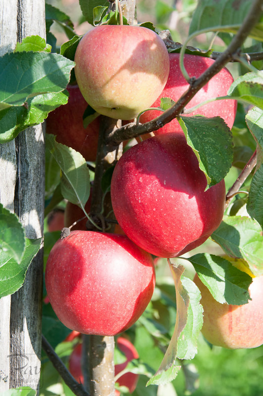 Pommes pommes